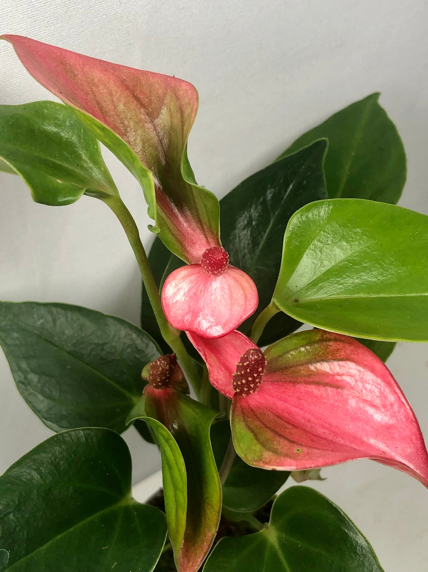 Anthurium Matata Roze mini