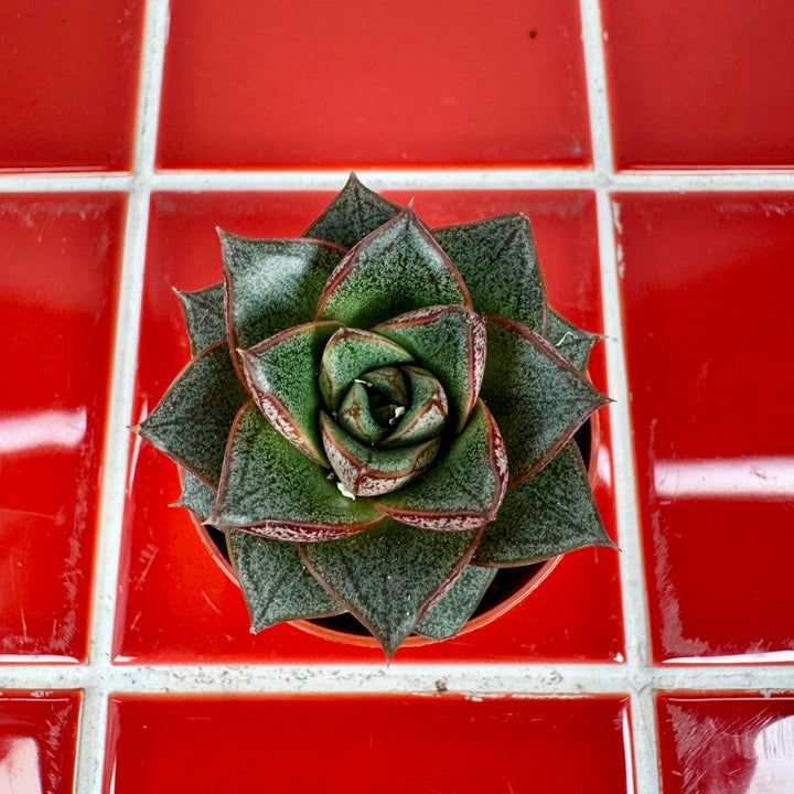 Echeveria Purpusorum
