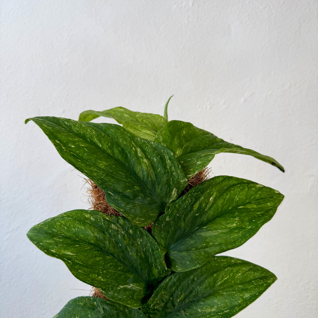 Rhaphidophora Korthalsii Variegata