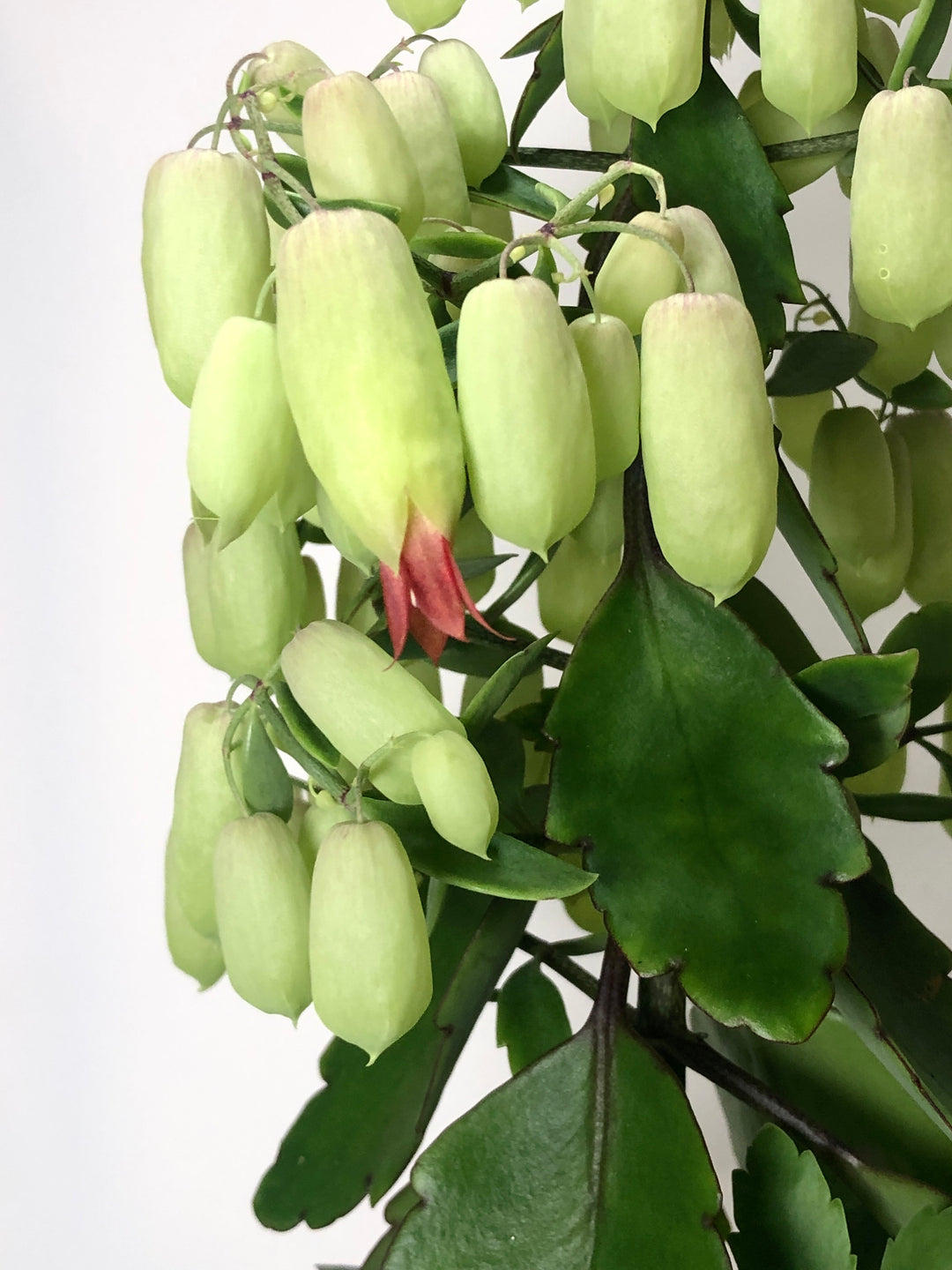 Kalanchoe 'Magic Bell'