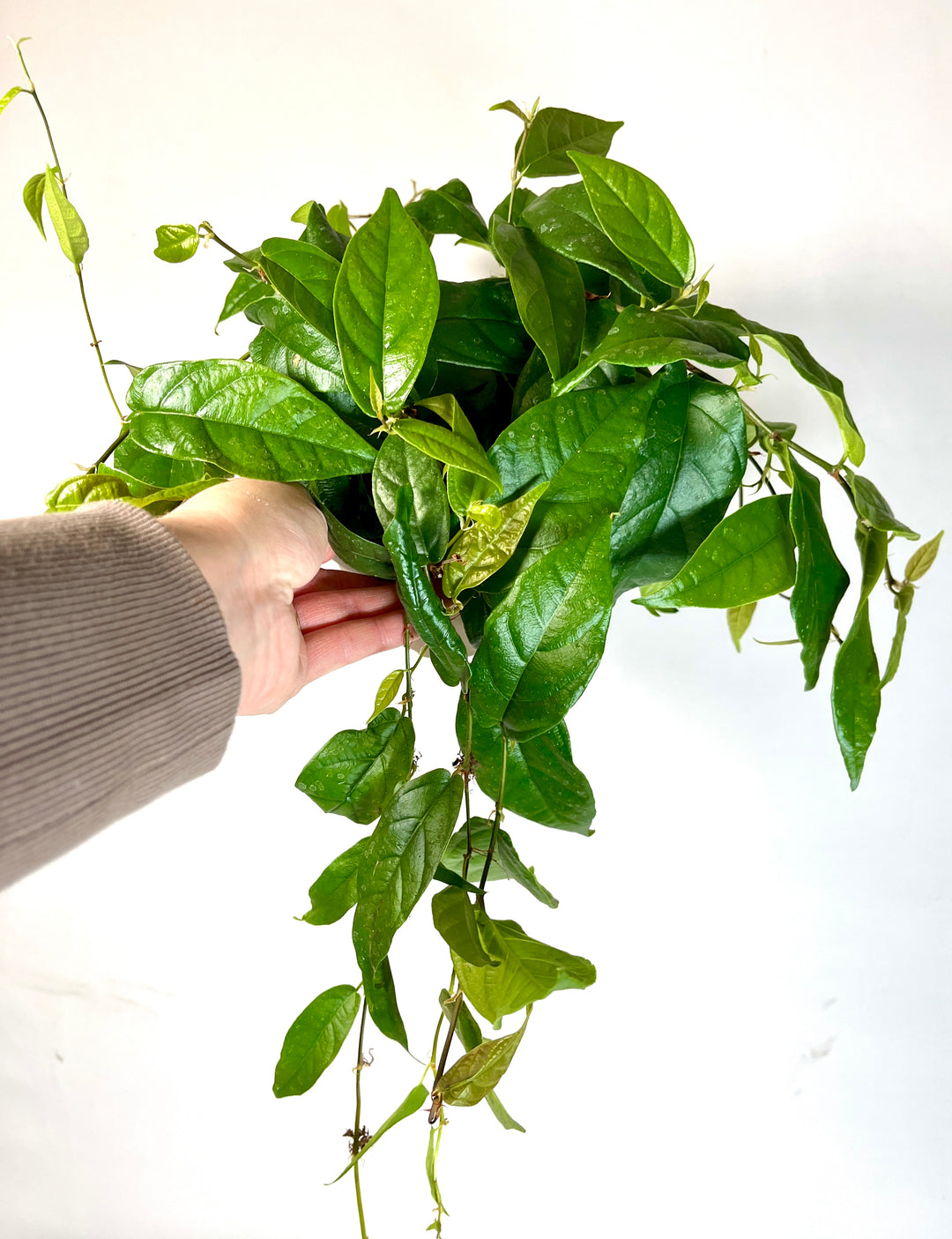 Ficus Pumila