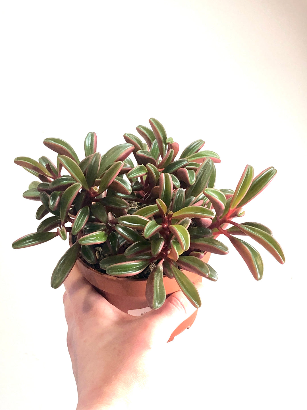 Peperomia Graveolens
