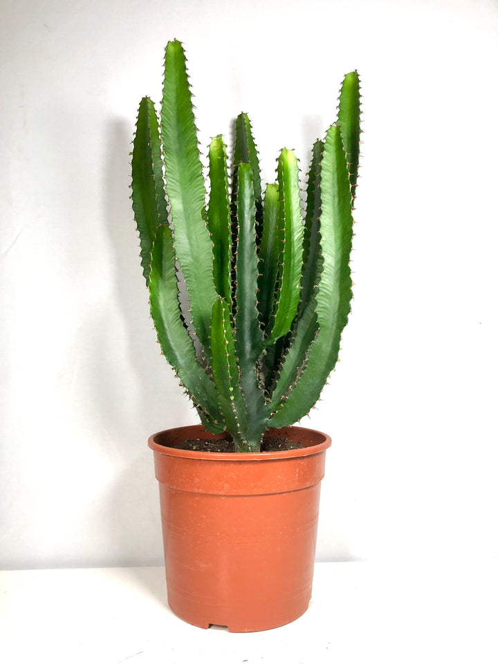 Euphorbia Triangularis