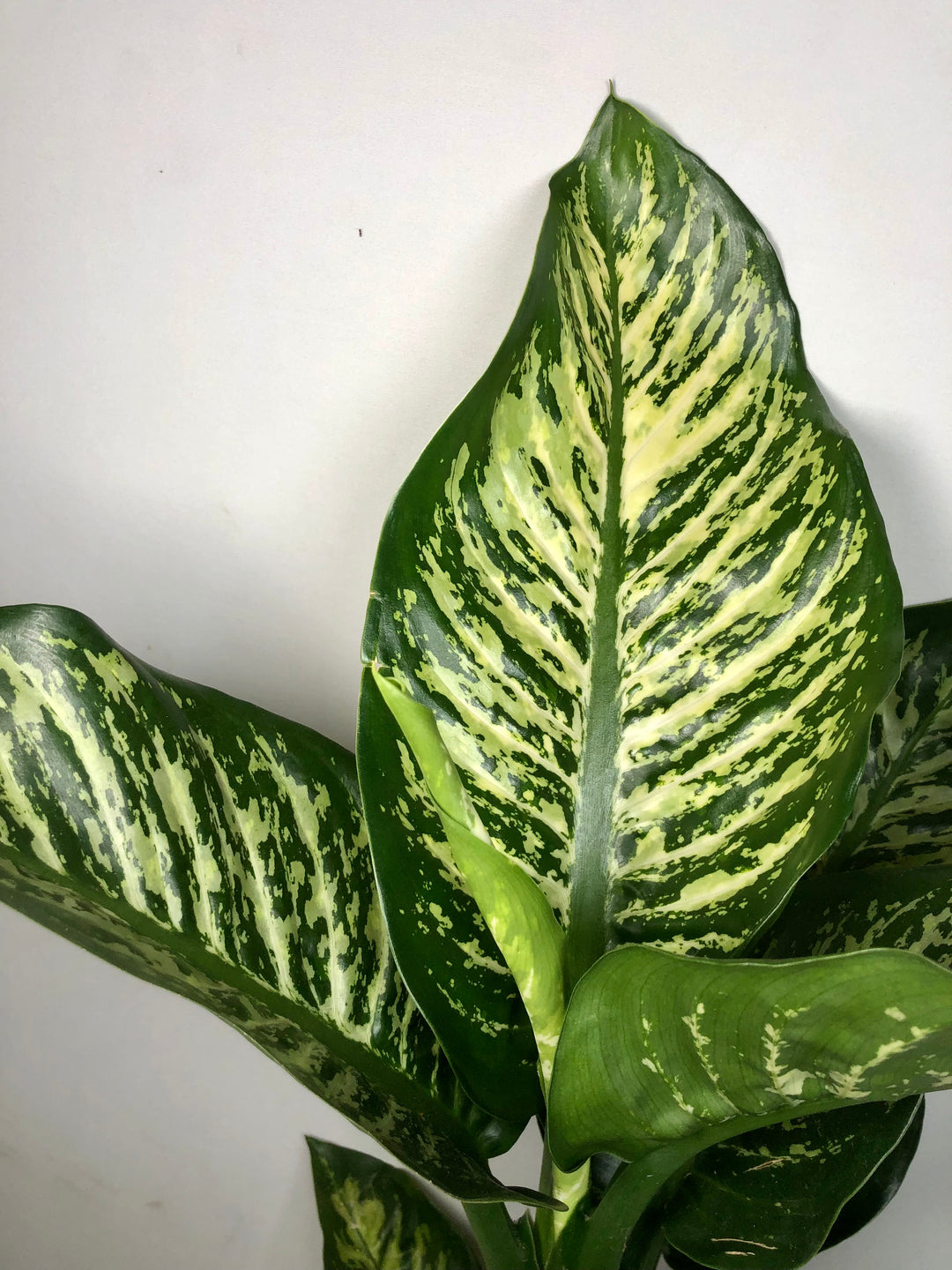 dieffenbachia seguine maroba Dieffenbachia 'Maroba' – Plant Studio