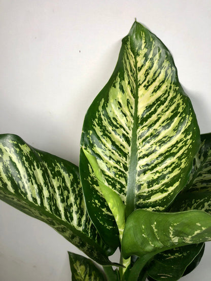 Dieffenbachia 'Maroba'