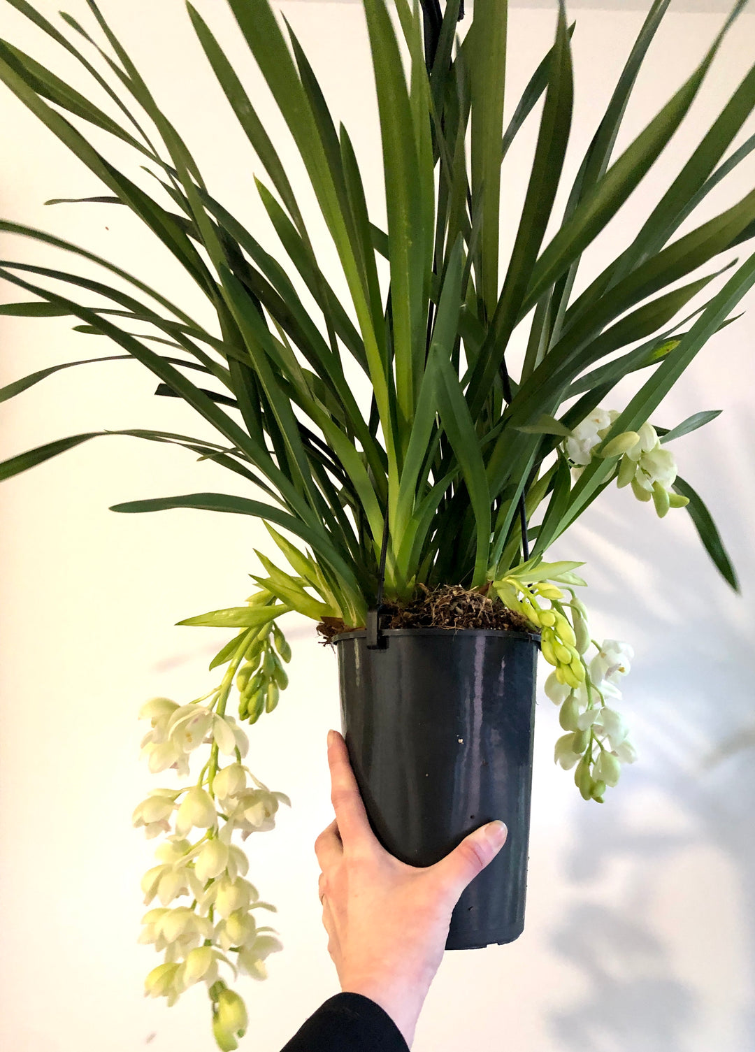 Cymbidium - boat orchid