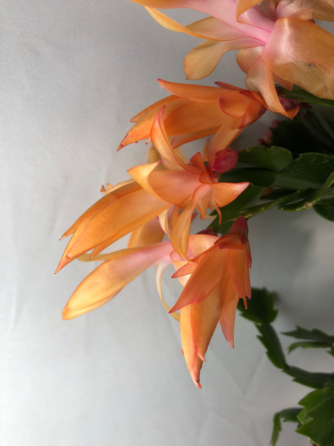 Schlumbergera Orange -Christmas/easter/holiday cactus