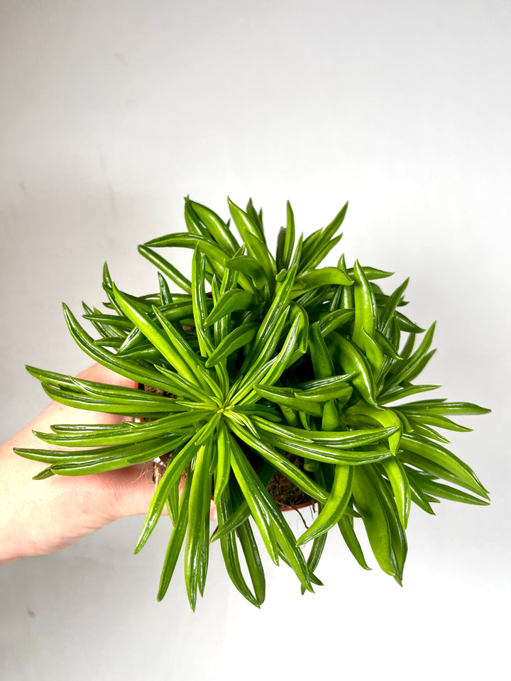 Peperomia Happy-bean
