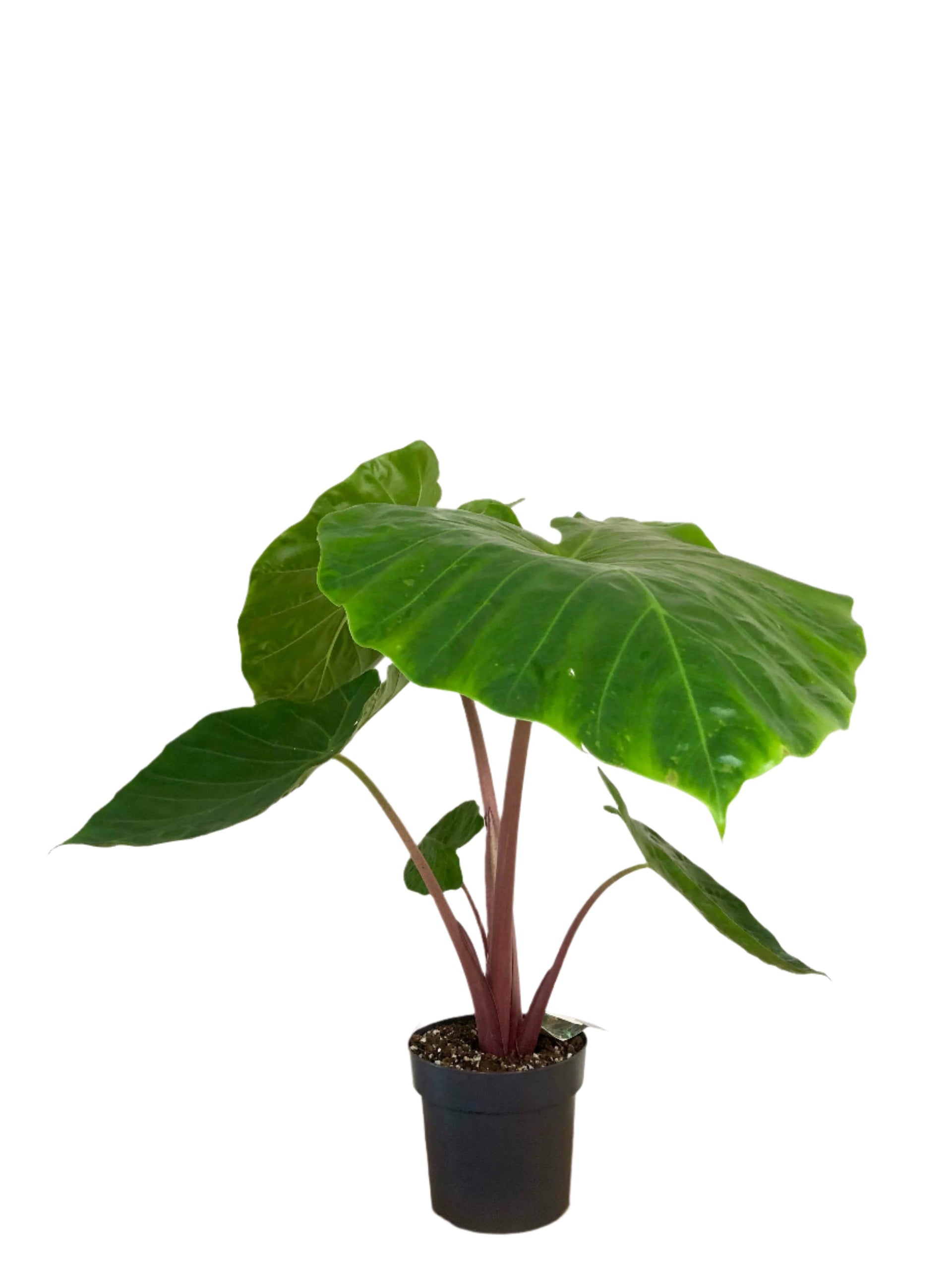 elephant ear plant red stem Alocasia imperial red – Plant Studio