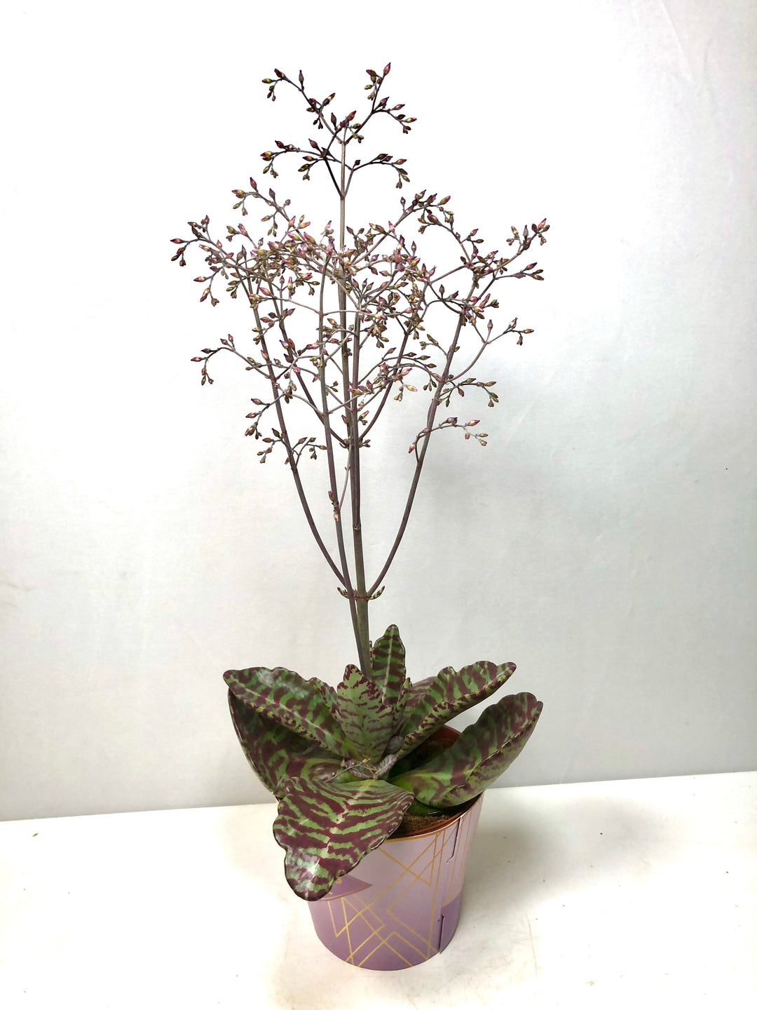 kalanchoe 'desert surprise'