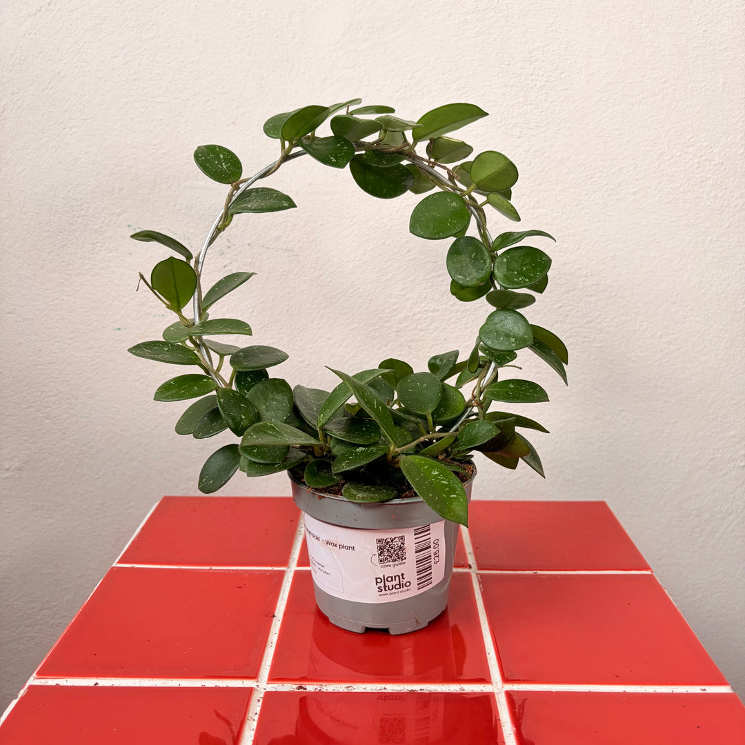 Hoya 'Mathilde' - Wax plant