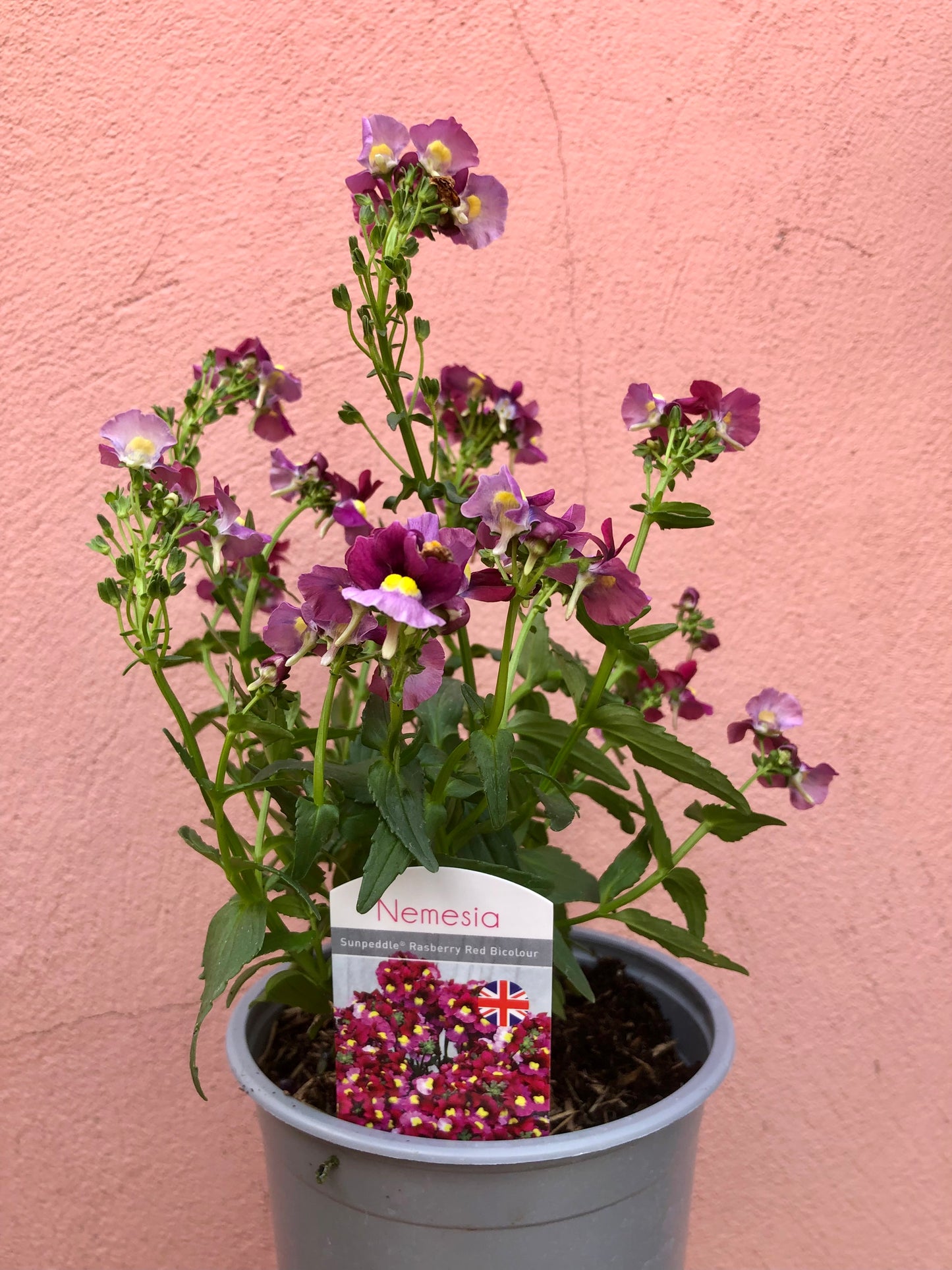 Nemesia ‘Sunpeddle Raspberry Red Bicolour’