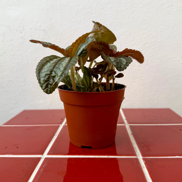 Pilea Norfolk