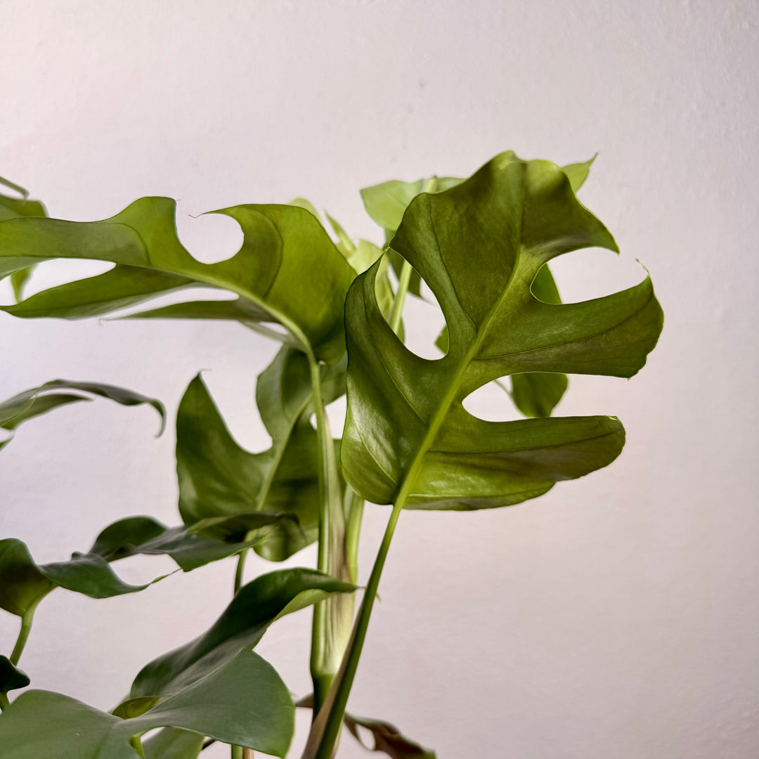 Rhaphidophora tetrasperma - Mini Monstera
