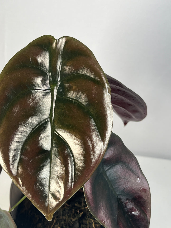 Alocasia Cuprea Red Secret