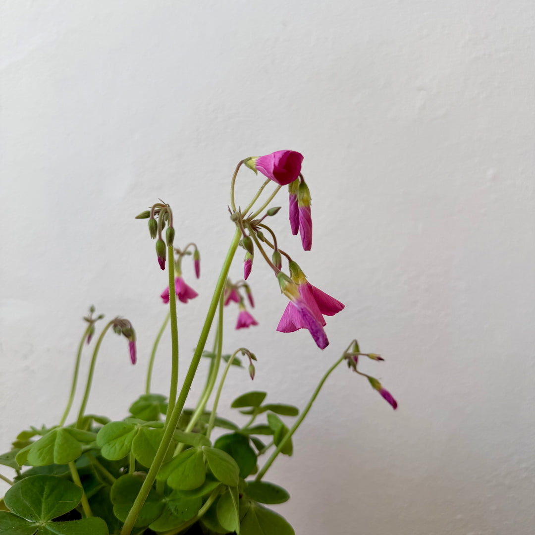 Oxalis triangularis ‘Bowiei Amarantha’