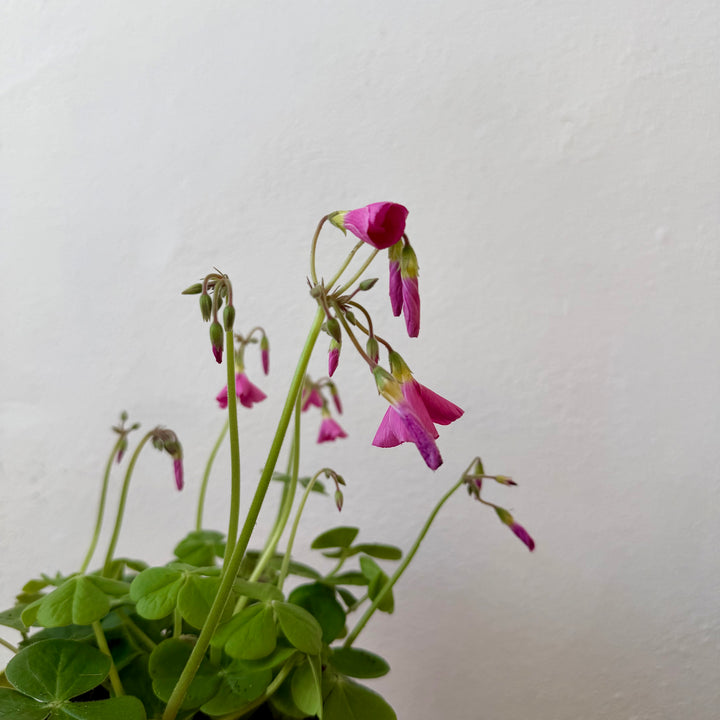 Oxalis triangularis ‘Bowiei Amarantha’