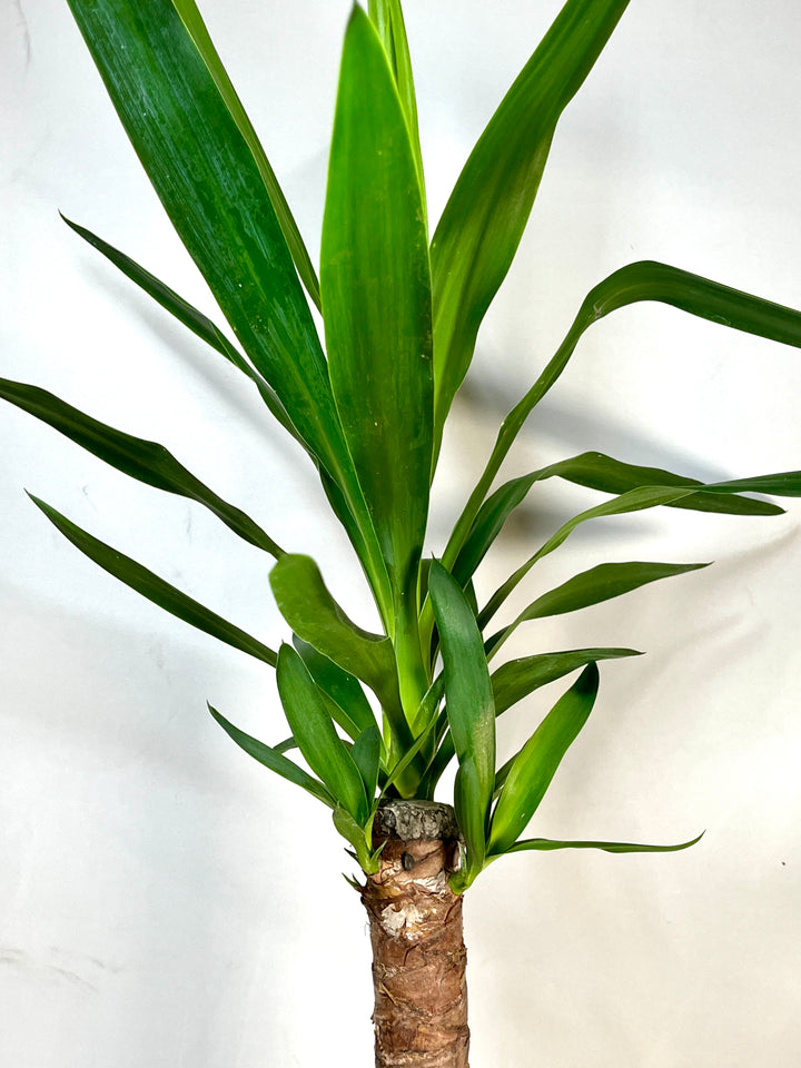 Yucca