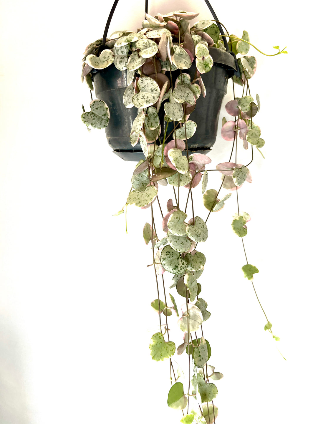 Varigated Ceropegia woodii - String of Hearts