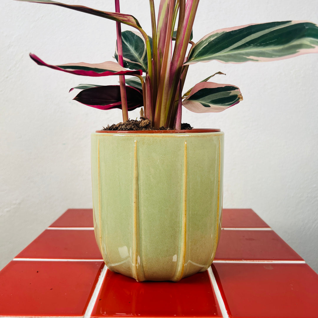 Mimesis Textured Ceramic Plant Pot | Indoor Planter