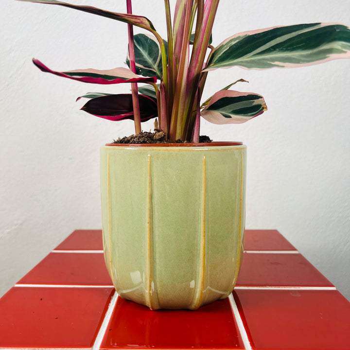 Mimesis Textured Ceramic Plant Pot | Indoor Planter