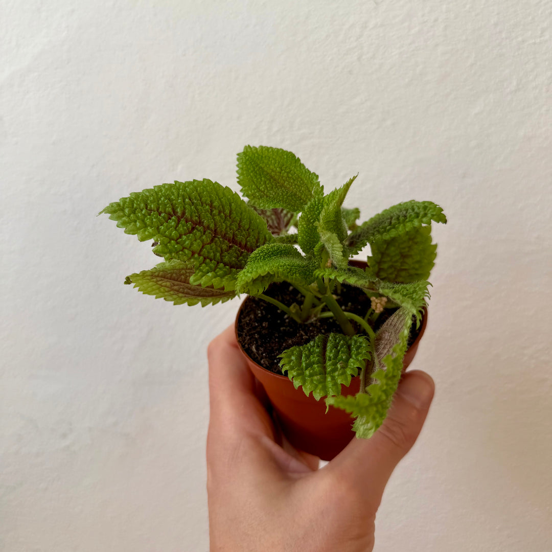 Pilea Moon Valley - pilea mollis