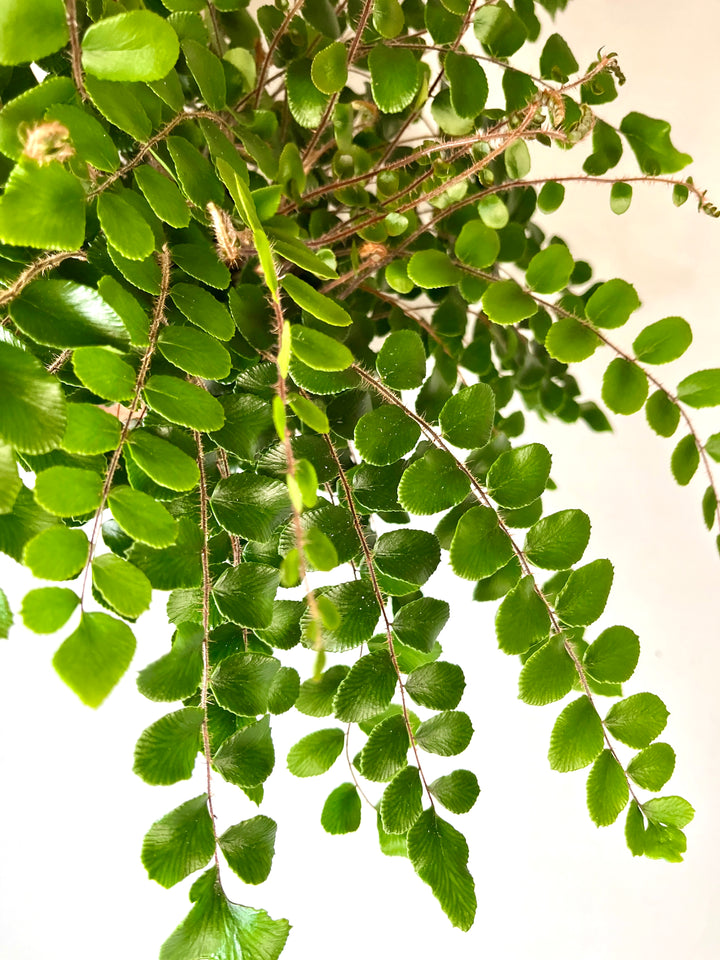 Pellaea Rotundifolia - button fern