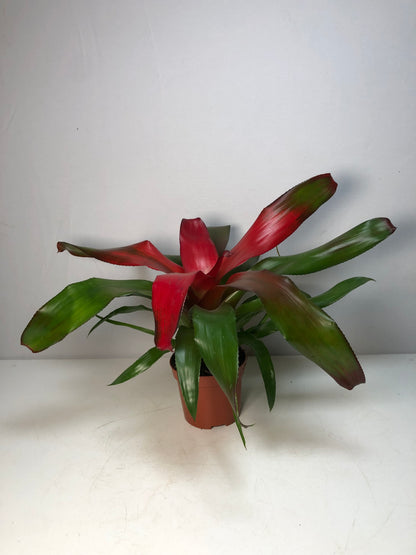 Neoregelia Caroline