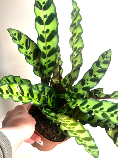 Calathea Insignis - Rattlesnake Calathea