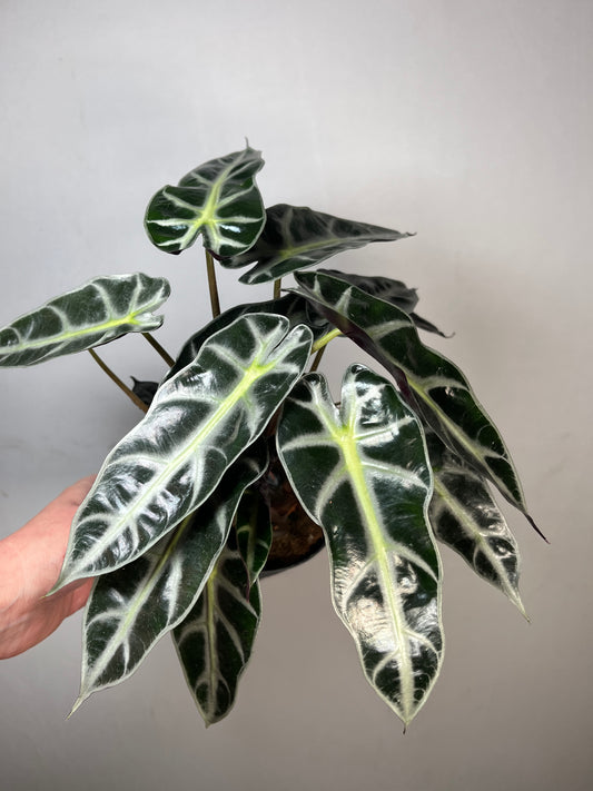 Alocasia Bambino Arrow