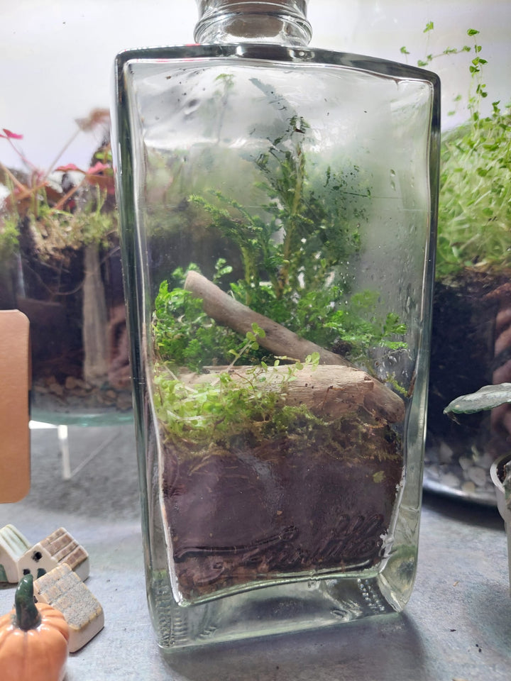 Plant.Studio Glass Terrarium bottle Plant Studio Terrarium lucky dip