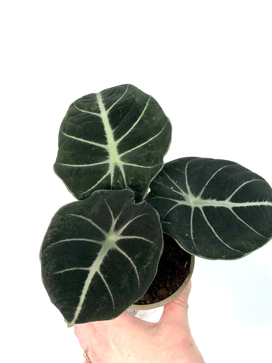 Alocasia Black Velvet