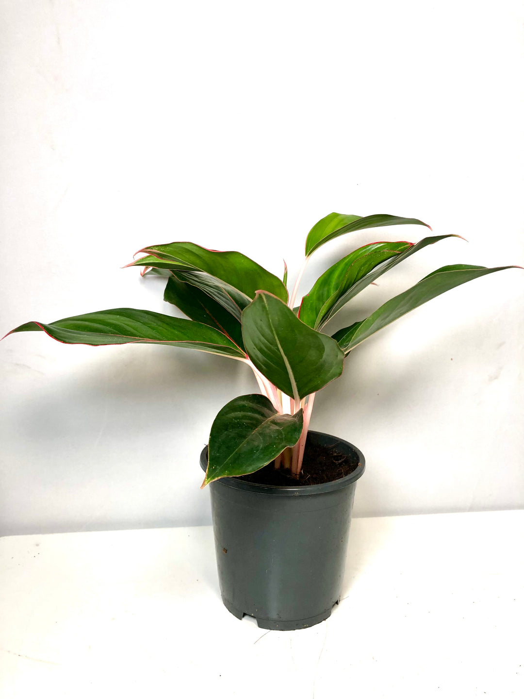 Aglaonema Misterio