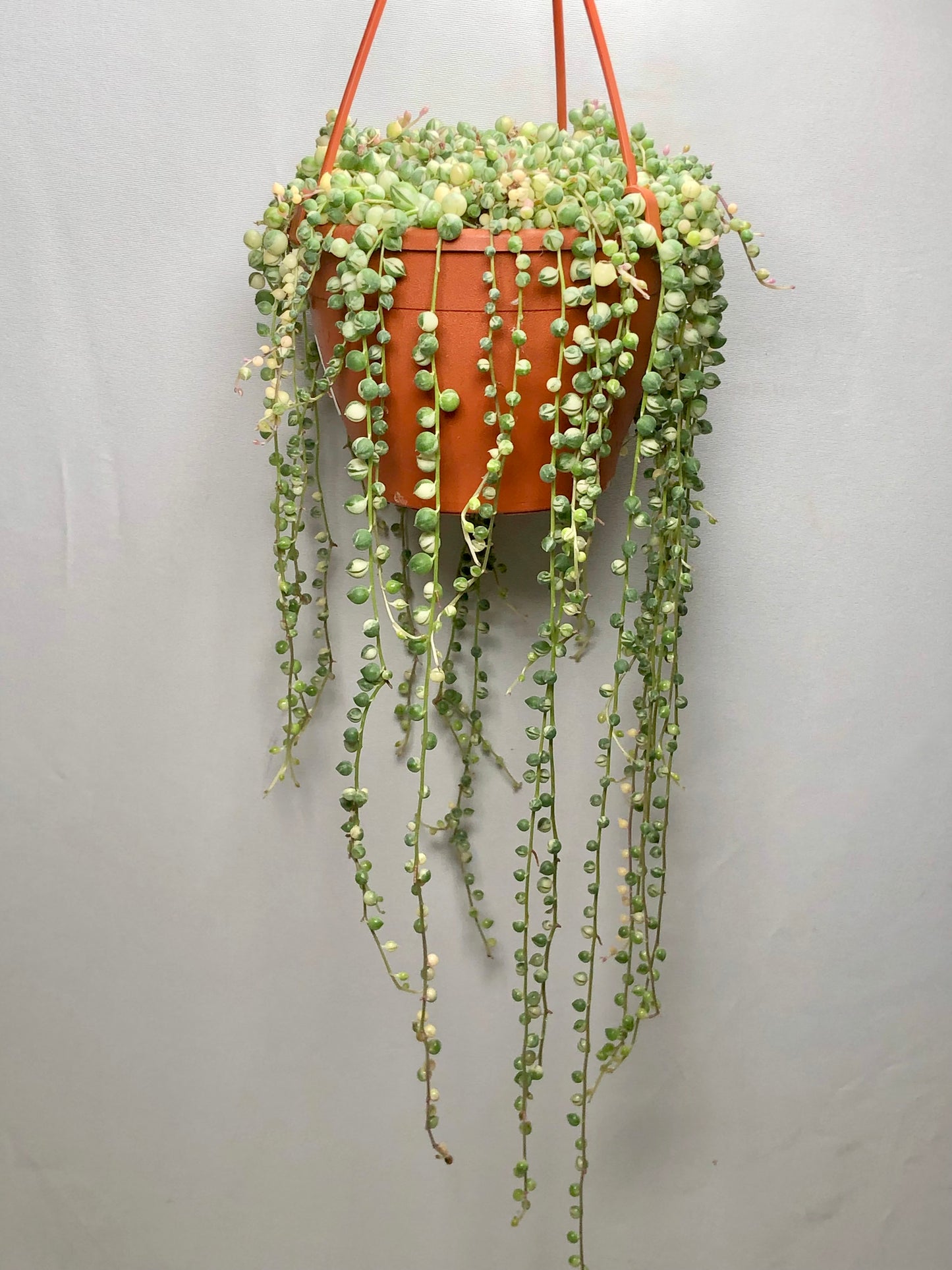 Senecio Rowleyanus variegated - String of Pearls