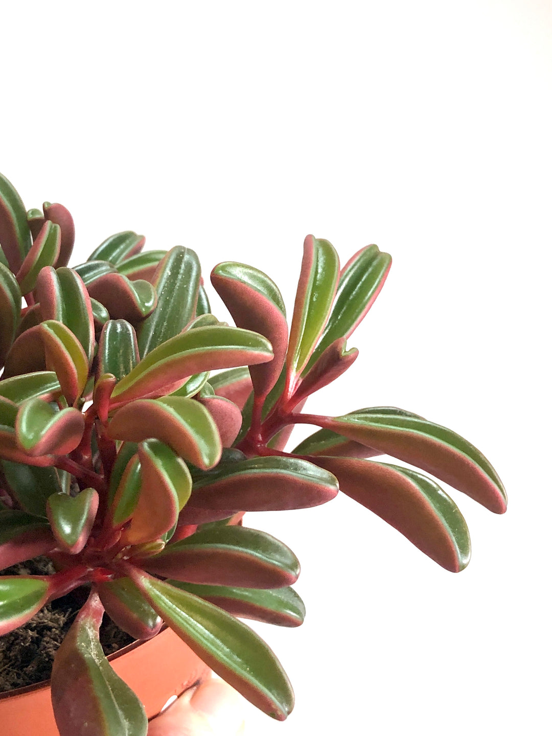 Peperomia Graveolens