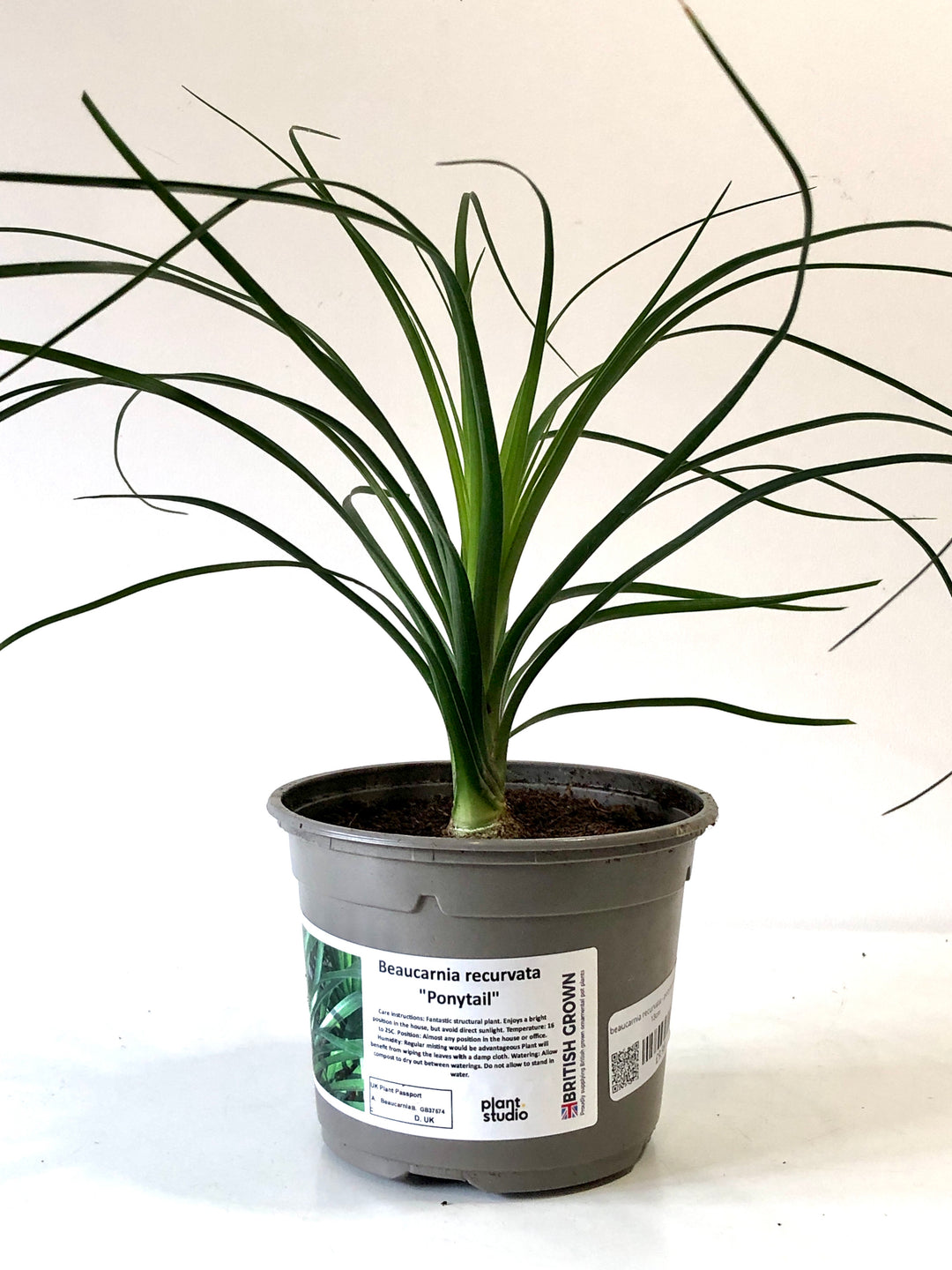 Beaucarnia recurvata - Ponytail Palm