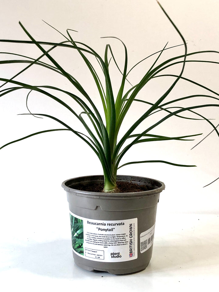 Beaucarnia recurvata - Ponytail Palm