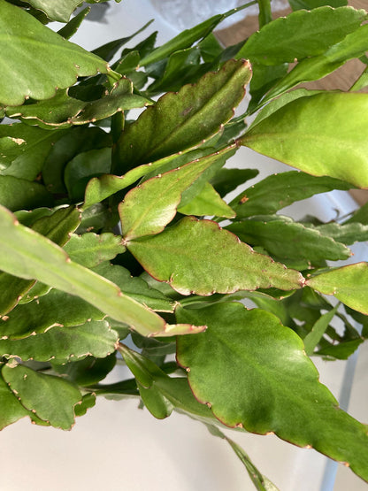 Rhipsalis elliptica