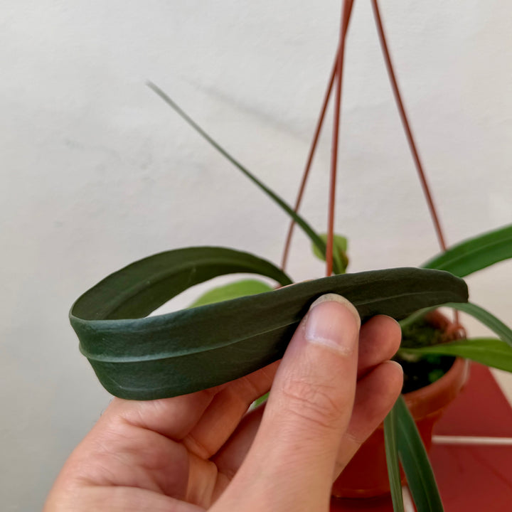 Anthurium vittarifolium – Strap Leaf Anthurium