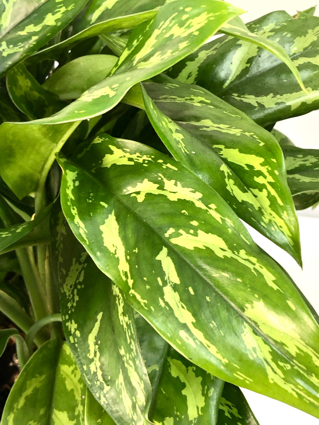 Aglaonema Maria