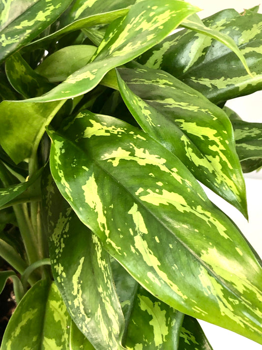 Aglaonema Maria