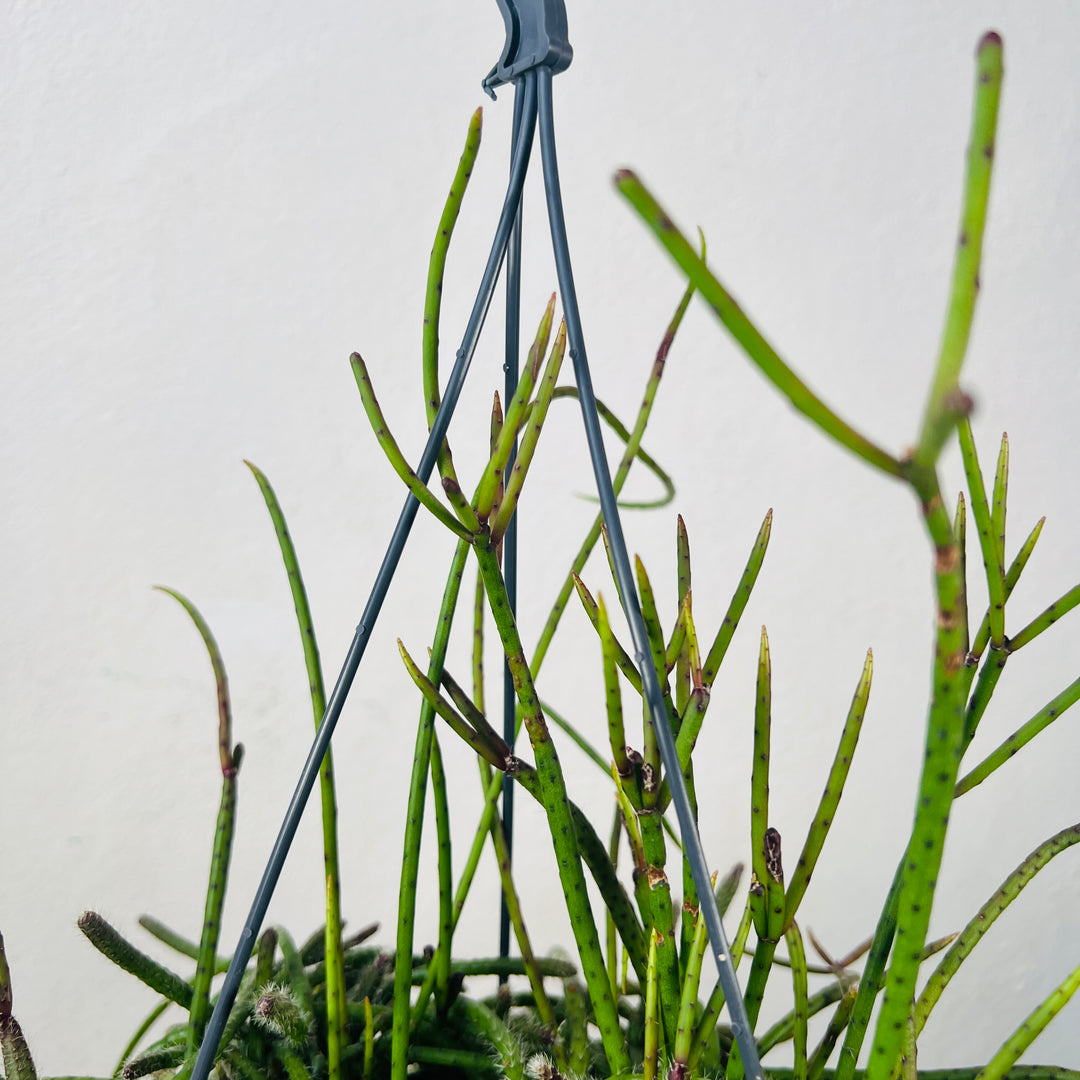 Rhipsalis Floccosa - Mistletoe Cactus