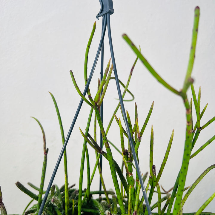 Rhipsalis Floccosa - Mistletoe Cactus