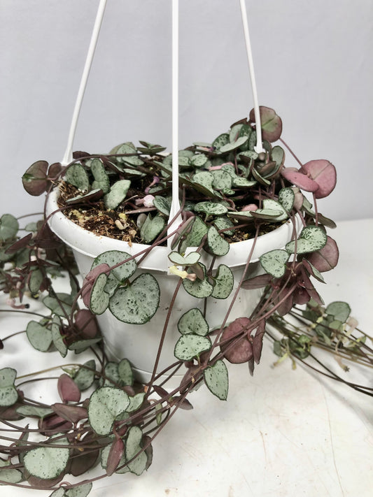 Ceropegia woodii Silver Glory- String of Hearts