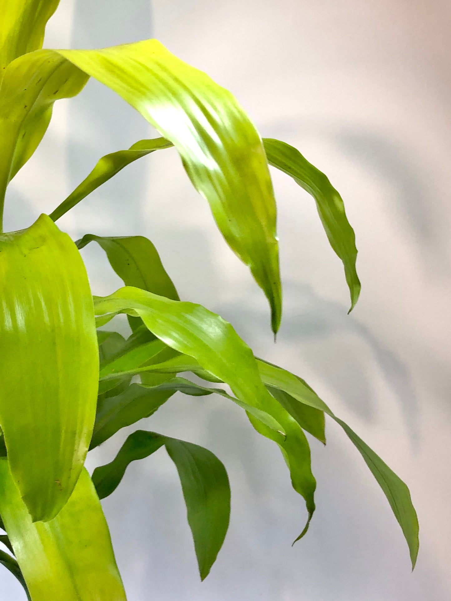 Dracaena Deremensis Lime Light Tip