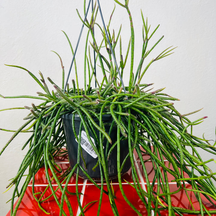 Rhipsalis Floccosa - Mistletoe Cactus