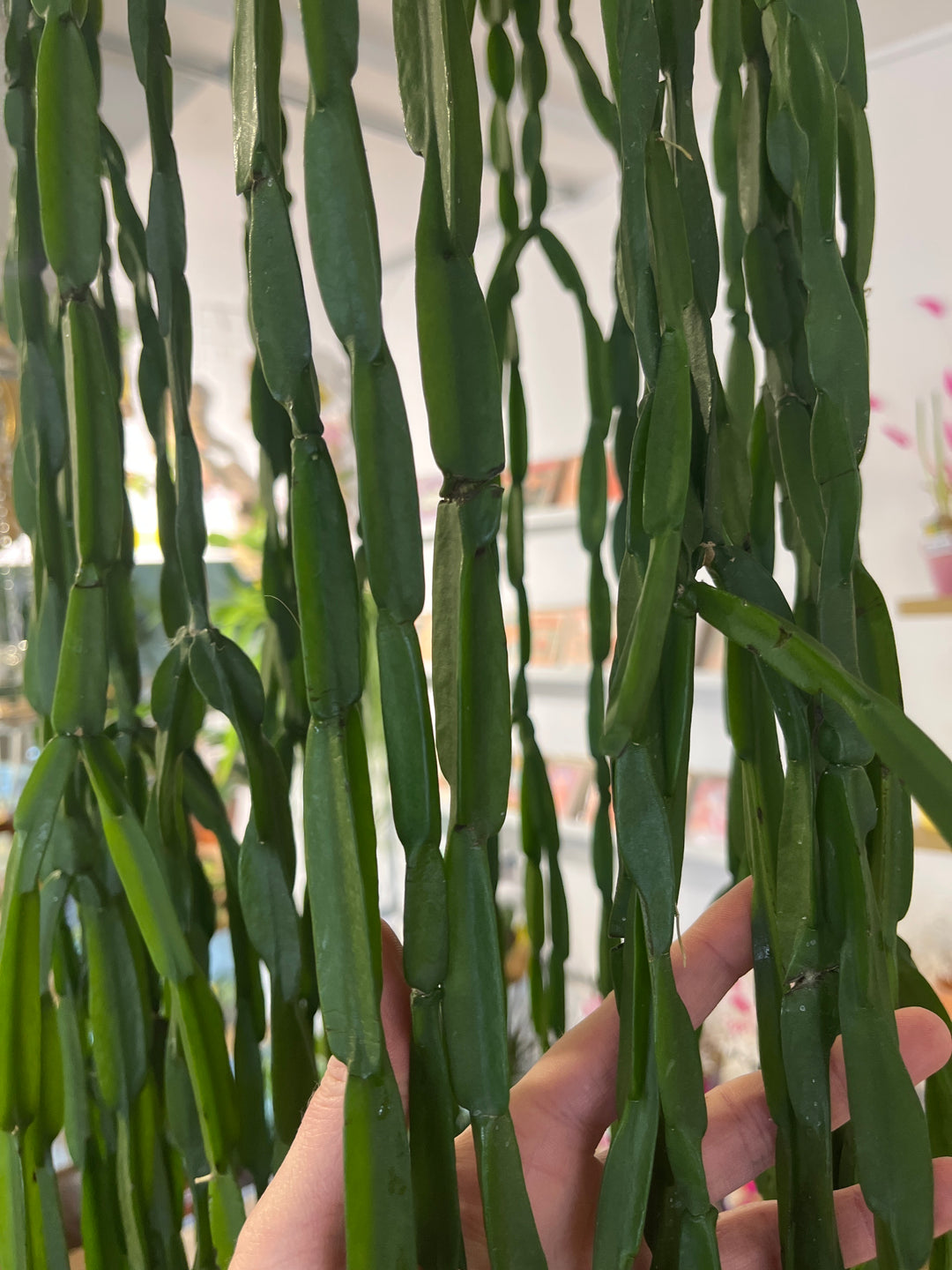 Rhipsalis Paradoxa
