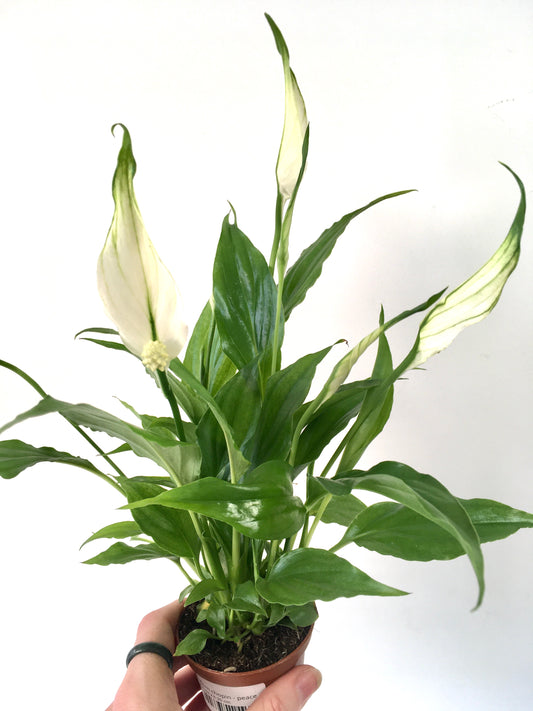 Spathiphyllum Chopin - peace lilly