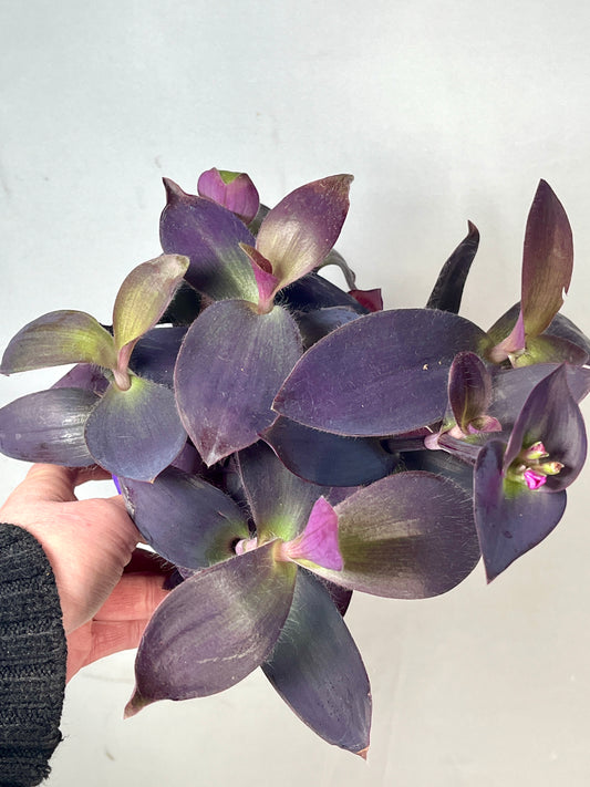 Tradescantia purple heart