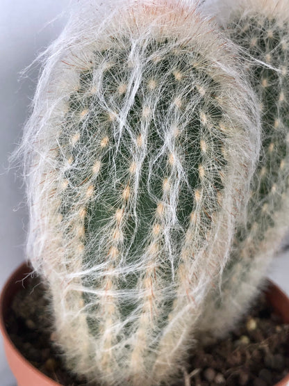 Espostoa Lanata - Old man Cactus